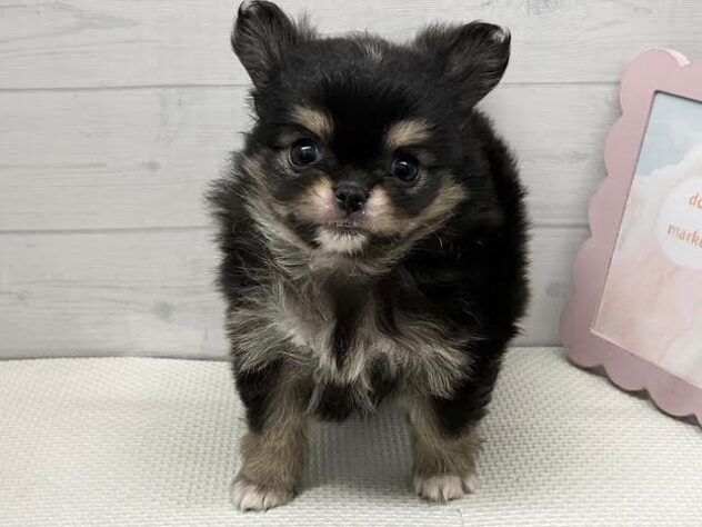 徳島県のハーフ犬・ミックス犬 (アミーゴ徳島店/2026年3月3日生まれ/女の子/ブラックタン)の子犬