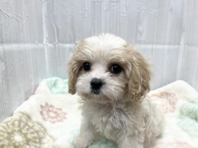 徳島県のハーフ犬・ミックス犬 (アミーゴ北島店/2026年3月18日生まれ/女の子/ブレンハイム)の子犬の1枚目の画像
