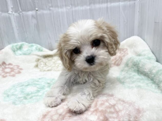 徳島県のハーフ犬・ミックス犬 (アミーゴ北島店/2026年3月18日生まれ/女の子/ブレンハイム)の子犬の3枚目の画像