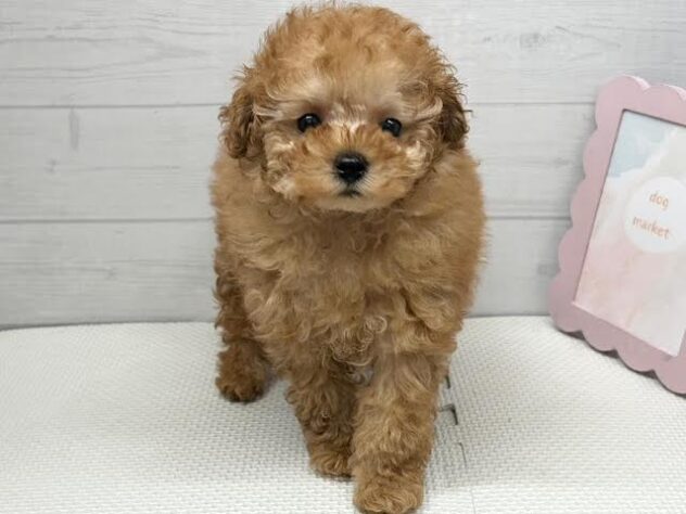 徳島県のトイプードル(トイ) (アミーゴ徳島店/2026年3月5日生まれ/女の子/オレンジフォーン)の子犬の1枚目の画像
