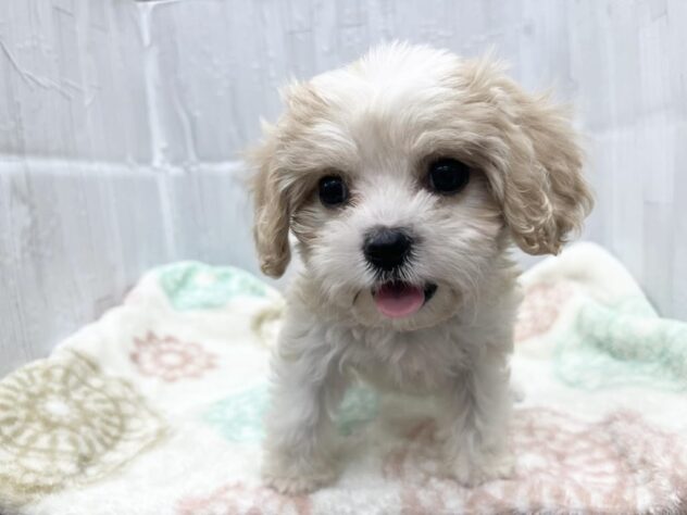 徳島県のハーフ犬・ミックス犬 (アミーゴ北島店/2026年3月18日生まれ/女の子/ブレンハイム)の子犬の4枚目の画像