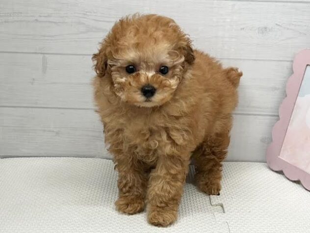 徳島県のトイプードル(トイ) (アミーゴ徳島店/2026年3月5日生まれ/女の子/オレンジフォーン)の子犬の2枚目の画像