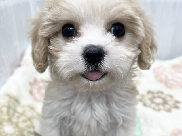 徳島県のハーフ犬・ミックス犬 (アミーゴ北島店/2026年3月18日生まれ/女の子/ブレンハイム)の子犬の2枚目の画像