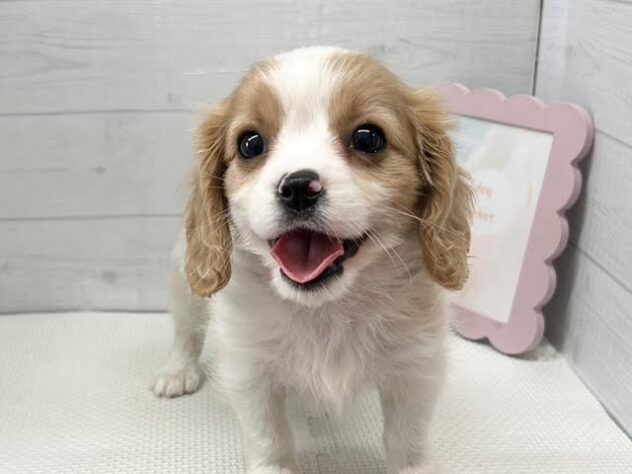 徳島県のハーフ犬・ミックス犬 (アミーゴ徳島店/2026年3月18日生まれ/女の子/ブレンハイム)の子犬の2枚目の画像