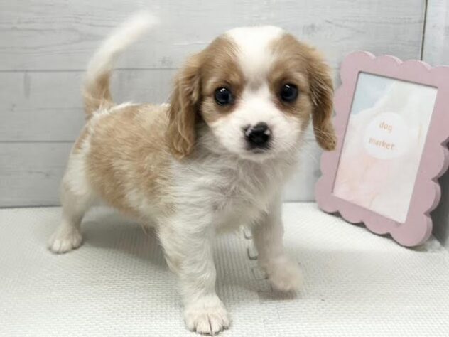 徳島県のハーフ犬・ミックス犬 (アミーゴ徳島店/2026年3月18日生まれ/女の子/ブレンハイム)の子犬の4枚目の画像