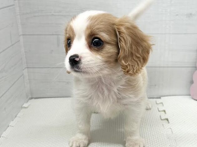 徳島県のハーフ犬・ミックス犬 (アミーゴ徳島店/2026年3月18日生まれ/女の子/ブレンハイム)の子犬の3枚目の画像
