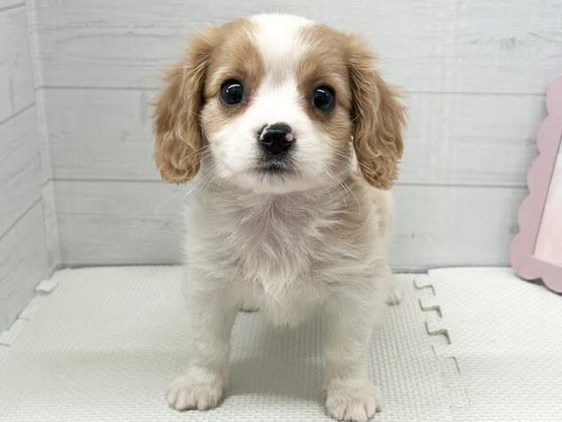 徳島県のハーフ犬・ミックス犬 (アミーゴ徳島店/2026年3月18日生まれ/女の子/ブレンハイム)の子犬の1枚目の画像