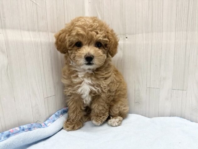 徳島県のハーフ犬・ミックス犬 (アミーゴ北島店/2026年3月23日生まれ/女の子/クリーム)の子犬の1枚目の画像
