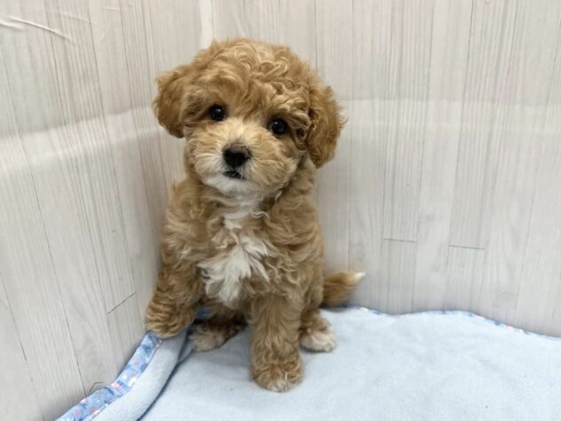 徳島県のハーフ犬・ミックス犬 (アミーゴ北島店/2026年3月23日生まれ/女の子/クリーム)の子犬の3枚目の画像