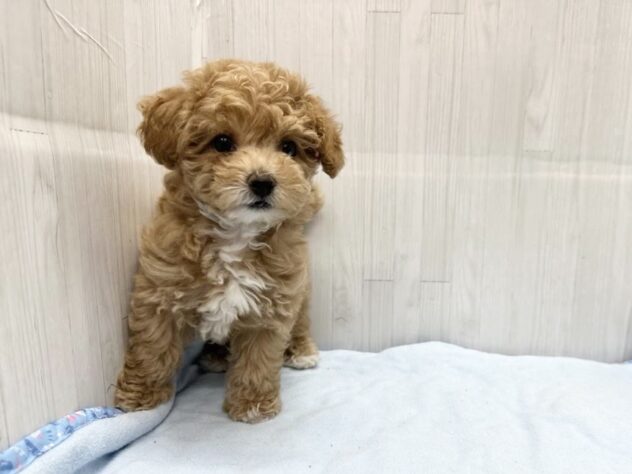 徳島県のハーフ犬・ミックス犬 (アミーゴ北島店/2026年3月23日生まれ/女の子/クリーム)の子犬の2枚目の画像