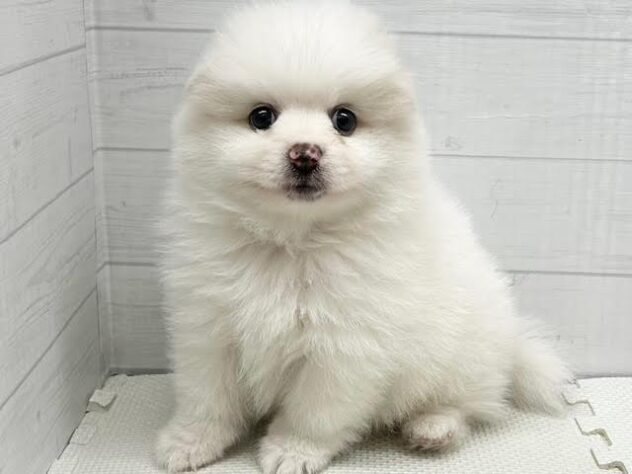 徳島県のポメラニアン (アミーゴ徳島店/2026年3月20日生まれ/男の子/パーティーカラー)の子犬の2枚目の画像