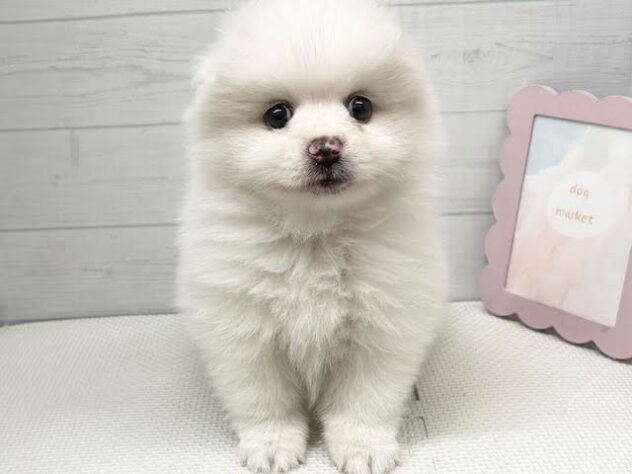 徳島県のポメラニアン (アミーゴ徳島店/2026年3月20日生まれ/男の子/パーティーカラー)の子犬の1枚目の画像