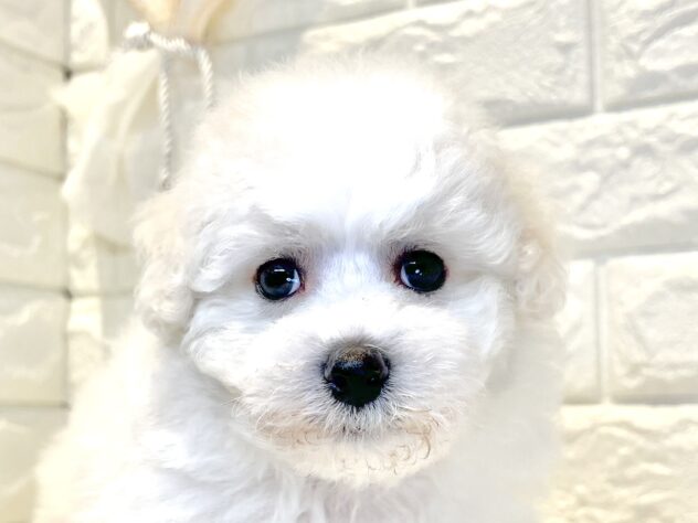 香川県のビションフリーゼ (ワンキャラット アミーゴ丸亀店/2026年3月4日生まれ/男の子/ホワイト)の子犬の1枚目の画像