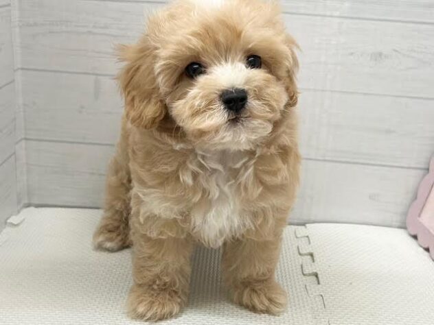 徳島県のハーフ犬・ミックス犬 (アミーゴ徳島店/2026年4月1日生まれ/男の子/アプリコット)の子犬の2枚目の画像