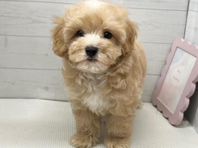 徳島県のハーフ犬・ミックス犬 (アミーゴ徳島店/2026年4月1日生まれ/男の子/アプリコット)の子犬の3枚目の画像