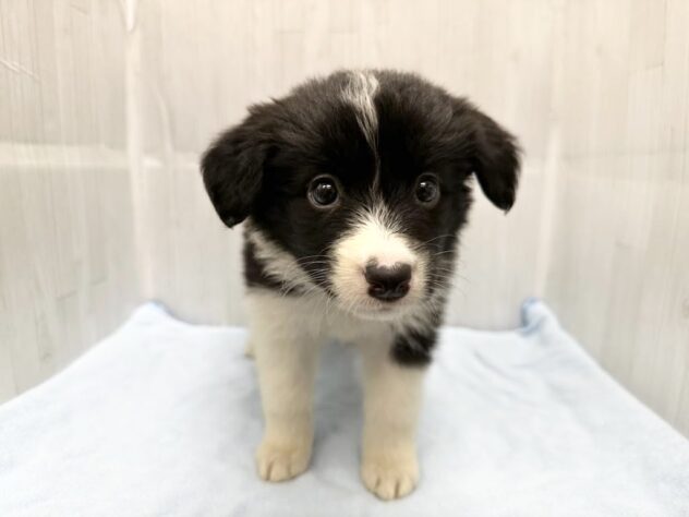 徳島県のボーダーコリー (アミーゴ北島店/2026年3月29日生まれ/女の子/ブラックホワイト)の子犬の2枚目の画像