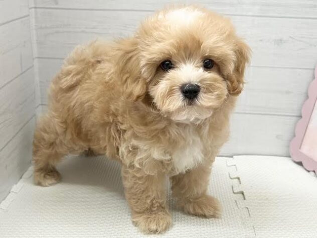 徳島県のハーフ犬・ミックス犬 (アミーゴ徳島店/2026年4月1日生まれ/男の子/アプリコット)の子犬の4枚目の画像