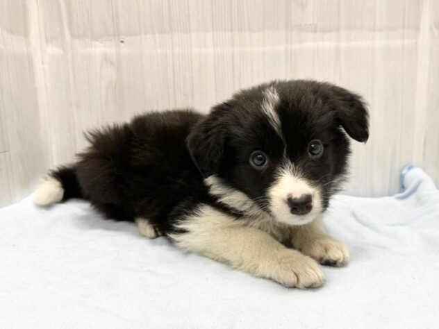 徳島県のボーダーコリー (アミーゴ北島店/2026年3月29日生まれ/女の子/ブラックホワイト)の子犬の1枚目の画像
