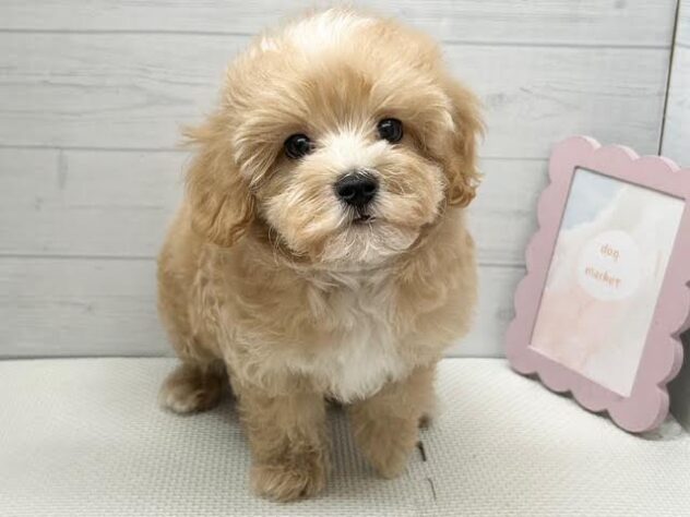 徳島県のハーフ犬・ミックス犬 (アミーゴ徳島店/2026年4月1日生まれ/男の子/アプリコット)の子犬の1枚目の画像