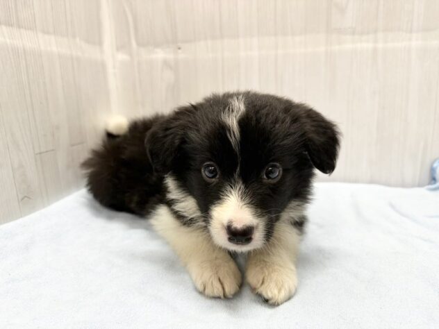 徳島県のボーダーコリー (アミーゴ北島店/2026年3月29日生まれ/女の子/ブラックホワイト)の子犬の3枚目の画像