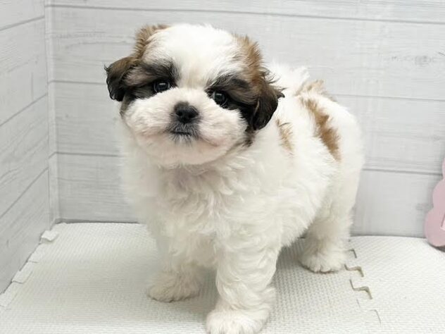 徳島県のハーフ犬・ミックス犬 (アミーゴ徳島店/2026年3月29日生まれ/女の子/ホワイトゴールド)の子犬の3枚目の画像