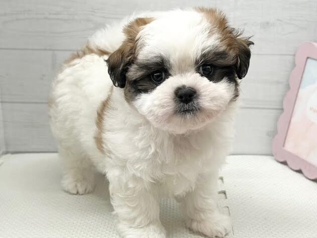 徳島県のハーフ犬・ミックス犬 (アミーゴ徳島店/2026年3月29日生まれ/女の子/ホワイトゴールド)の子犬の2枚目の画像