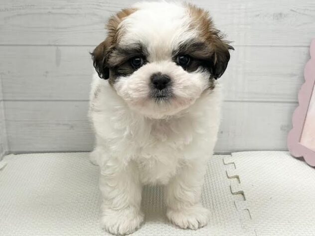 徳島県のハーフ犬・ミックス犬 (アミーゴ徳島店/2026年3月29日生まれ/女の子/ホワイトゴールド)の子犬の1枚目の画像