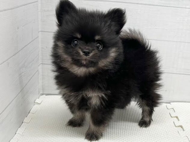 徳島県のハーフ犬・ミックス犬 (アミーゴ徳島店/2026年3月31日生まれ/男の子/ブラックタン)の子犬の2枚目の画像