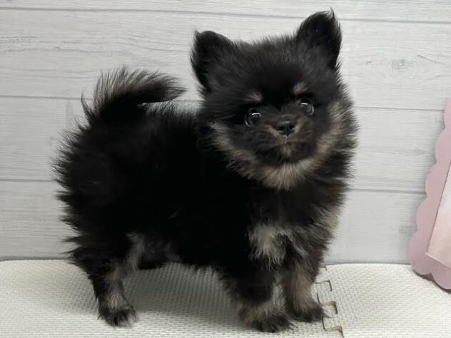 徳島県のハーフ犬・ミックス犬 (アミーゴ徳島店/2026年3月31日生まれ/男の子/ブラックタン)の子犬の3枚目の画像