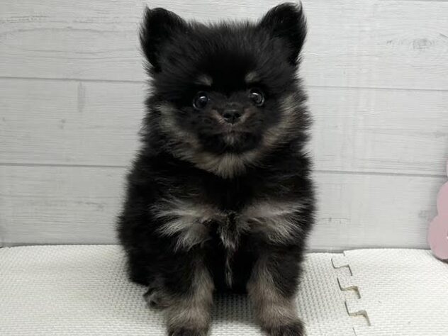 徳島県のハーフ犬・ミックス犬 (アミーゴ徳島店/2026年3月31日生まれ/男の子/ブラックタン)の子犬の1枚目の画像