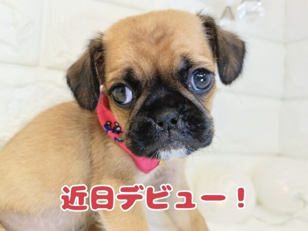 香川県のハーフ犬・ミックス犬 (ワンキャラット アミーゴ丸亀店/2026年3月18日生まれ/女の子/レッド)の子犬の1枚目の画像