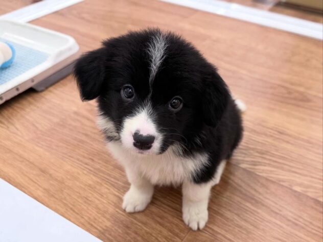 徳島県のボーダーコリー (アミーゴ北島店/2026年3月29日生まれ/女の子/ブラックホワイト)の子犬の1枚目の画像