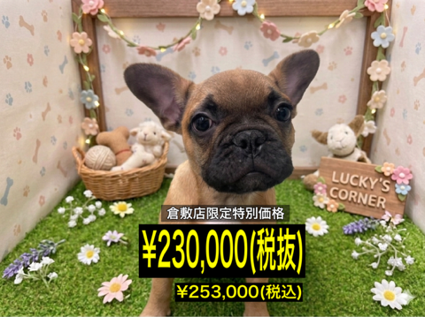 岡山県のフレンチブルドッグ (アミーゴ倉敷店/2026年1月20日生まれ/男の子/フォーン)の子犬