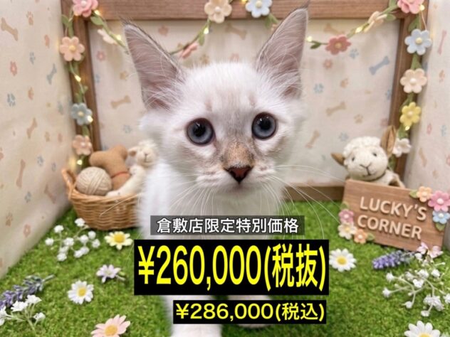 岡山県のサイベリアン (アミーゴ倉敷店/2026年2月14日生まれ/男の子/シールリンクスポイント)の子猫