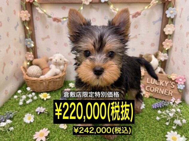 岡山県のヨークシャーテリア (アミーゴ倉敷店/2026年1月26日生まれ/女の子/スチールブルータン)の子犬