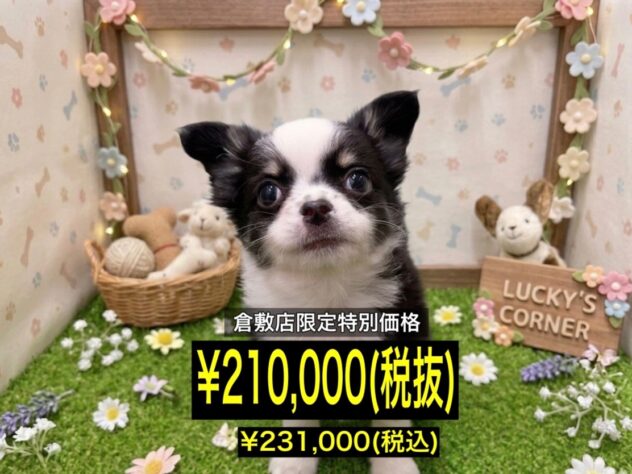 岡山県のチワワ(ロング) (アミーゴ倉敷店/2026年2月5日生まれ/男の子/ブラッククリームホワイト)の子犬