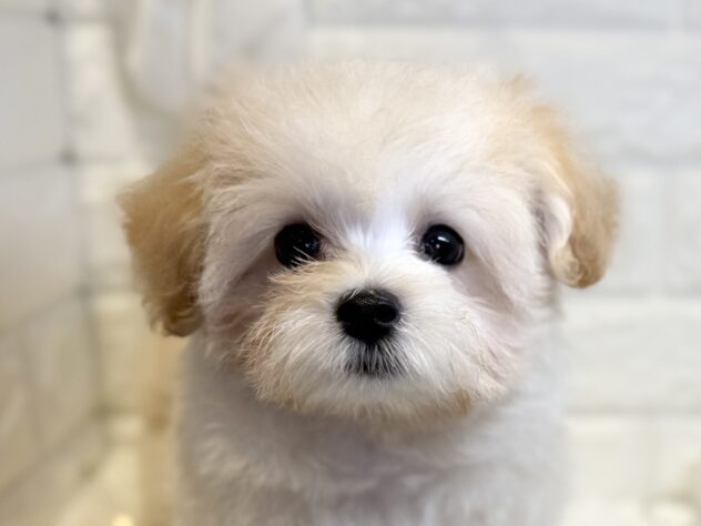 香川県のハーフ犬・ミックス犬 (ワンキャラット アミーゴ丸亀店/2026年3月1日生まれ/女の子/クリーム)の子犬の1枚目の画像