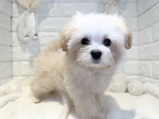 香川県のハーフ犬・ミックス犬 (ワンキャラット アミーゴ丸亀店/2026年3月1日生まれ/女の子/クリーム)の子犬の2枚目の画像