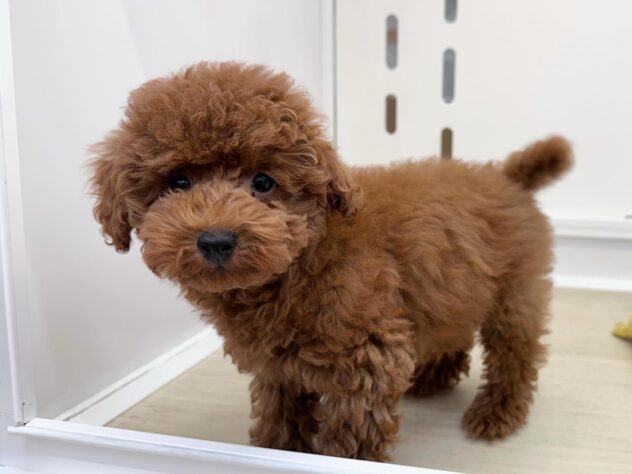 徳島県のトイプードル(トイ) (アミーゴ北島店/2026年3月6日生まれ/女の子/レッド)の子犬の1枚目の画像