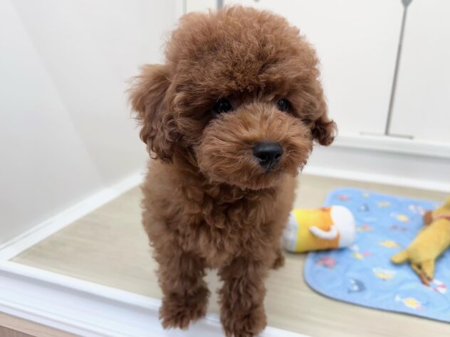 徳島県のトイプードル(トイ) (アミーゴ北島店/2026年3月6日生まれ/女の子/レッド)の子犬の2枚目の画像