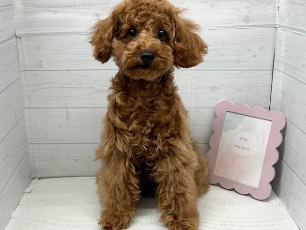 徳島県のトイプードル(トイ) (アミーゴ徳島店/2026年4月17日生まれ/男の子/レッドフォーン)の子犬の1枚目の画像