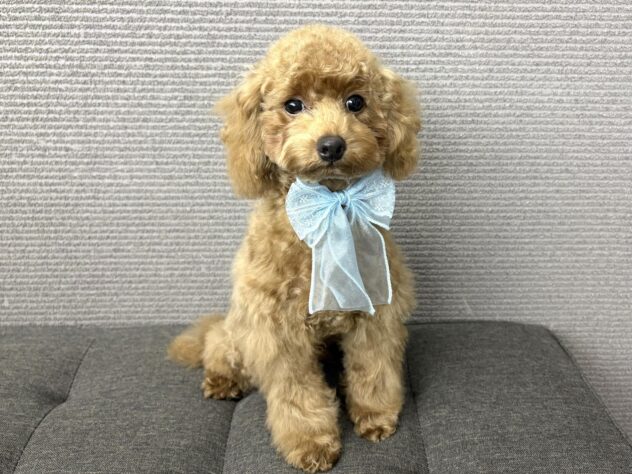 愛媛県のトイプードル(トイ) (アミーゴ松山久米店/2025年11月29日生まれ/男の子/レッド)の子犬の1枚目の画像