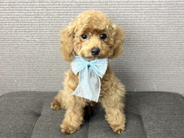 愛媛県のトイプードル(トイ) (アミーゴ松山久米店/2025年11月29日生まれ/男の子/レッド)の子犬の2枚目の画像
