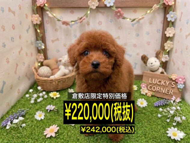 岡山県のトイプードル(トイ) (アミーゴ倉敷店/2026年3月13日生まれ/男の子/レッドフォーン)の子犬