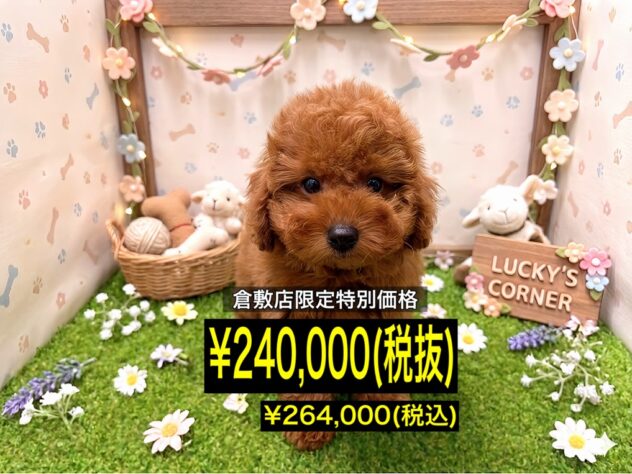 岡山県のトイプードル(トイ) (アミーゴ倉敷店/2026年3月15日生まれ/女の子/レッドフォーン)の子犬