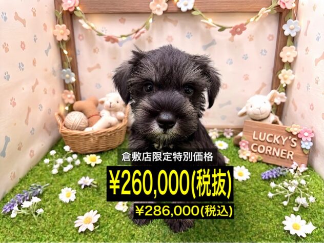 岡山県のミニチュアシュナウザー (アミーゴ倉敷店/2026年3月15日生まれ/女の子/ソルトペッパー)の子犬