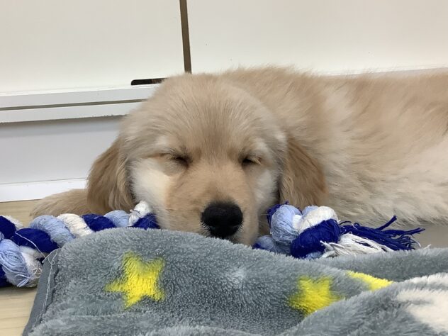 愛媛県のゴールデンレトリバー (アミーゴ松山久米店/2026年3月15日生まれ/男の子/ゴールデン)の子犬の3枚目の画像