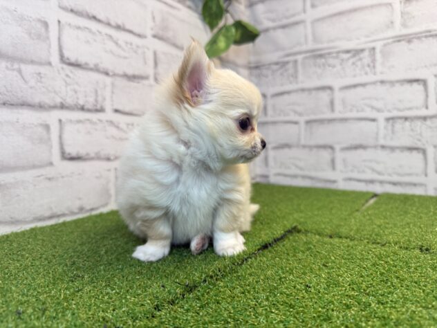 岡山県のチワワ(ロング) (アミーゴ妹尾店/2026年3月12日生まれ/男の子/クリームホワイト)の子犬の3枚目の画像