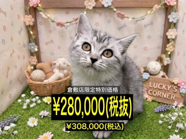 岡山県のマンチカン (アミーゴ倉敷店/2026年1月13日生まれ/女の子/シルバーマッカレルタビー)の子猫