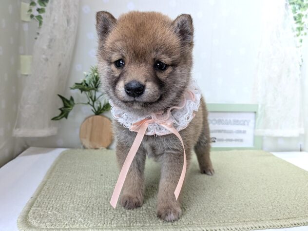 愛媛県の豆柴 (アミーゴ松山久米店/2026年3月31日生まれ/女の子/赤)の子犬